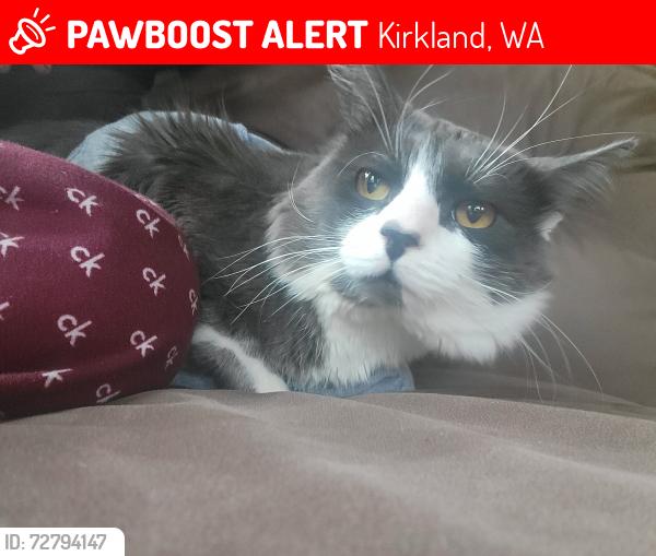 Lost Male Cat last seen Kirkland , Kirkland, WA 98034