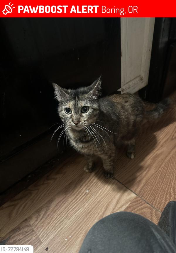 Lost Female Cat last seen Debbie LN, Becky LN, Boring, OR 97009
