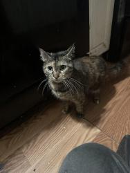 Lost Female Cat last seen Debbie LN, Becky LN, Boring, OR 97009