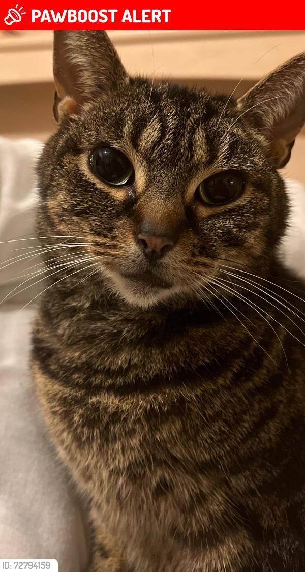 Lost Female Cat last seen Stratford , Greater London, England E15