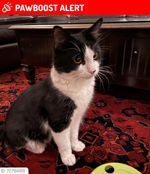 Lost Male Cat last seen Moseley, West Midlands, England B13 9PH