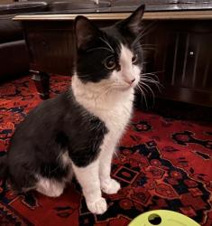 Lost Male Cat last seen Moseley, West Midlands, England B13 9PH