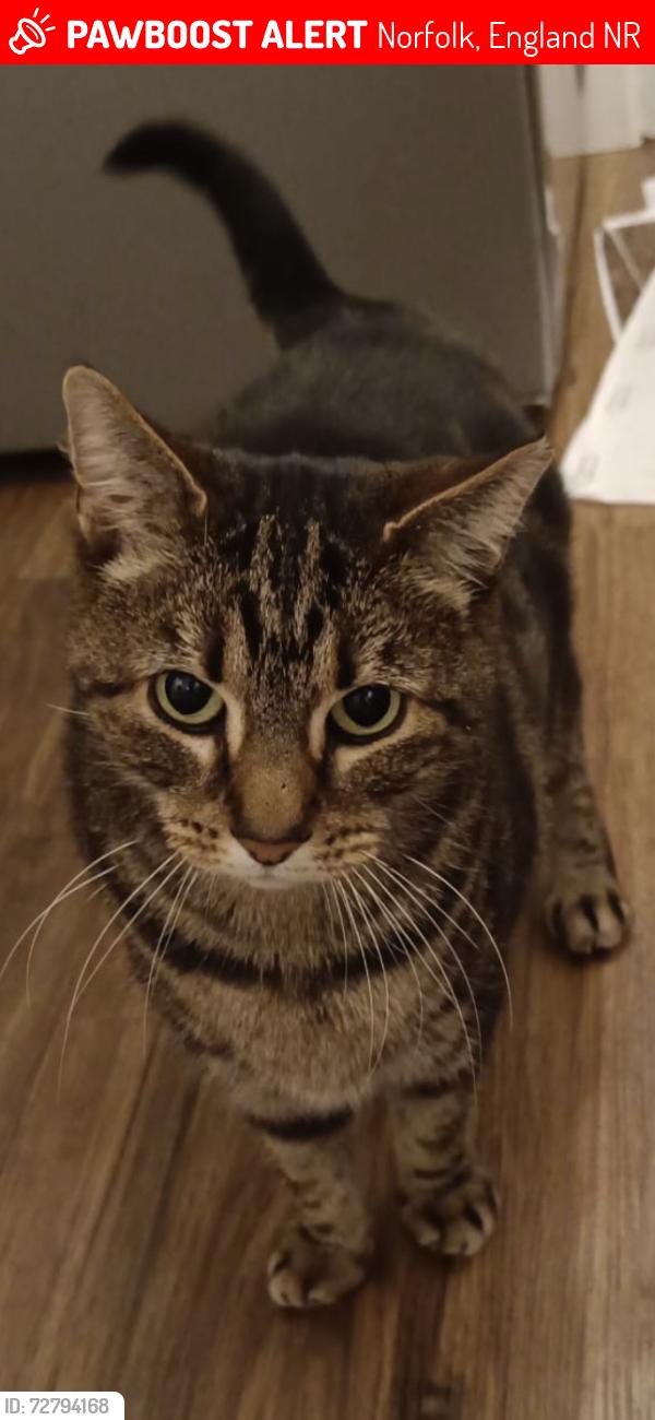Lost Male Cat last seen Overbury Road , Norfolk, England NR6
