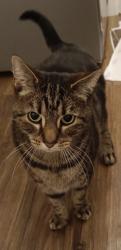 Lost Male Cat last seen Overbury Road , Norfolk, England NR6