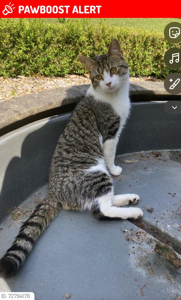 Lost Male Cat last seen Moseley, West Midlands, England B13 9PH