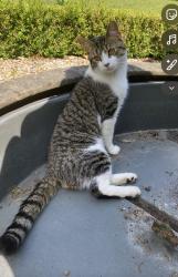 Lost Male Cat last seen Moseley, West Midlands, England B13 9PH