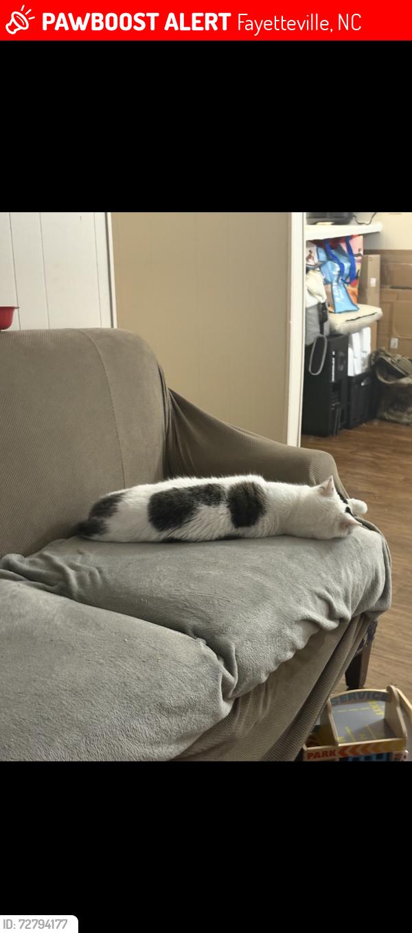 Lost Male Cat last seen Texas Roadhouse, Fayetteville, NC 28303