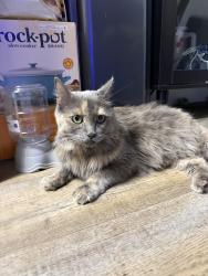 Found/Stray Female Cat last seen 9th st and bell road, Phoenix, AZ 85022