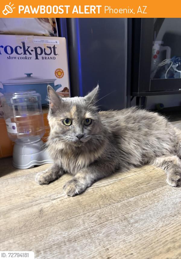 Found/Stray Female Cat last seen 9th st and bell road, Phoenix, AZ 85022