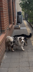 Lost Male Dog last seen Diggers rest rd, Bulla, VIC 3428