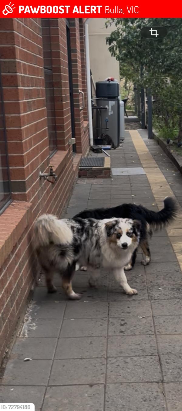 Lost Male Dog last seen Diggers rest rd, Bulla, VIC 3428