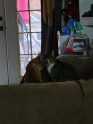 Lost Male Cat last seen Near Poinsett Park in TR, Travelers Rest, SC 29690