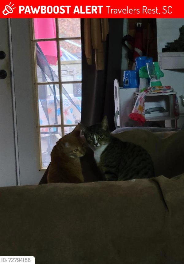 Lost Male Cat last seen Near Poinsett Park in TR, Travelers Rest, SC 29690