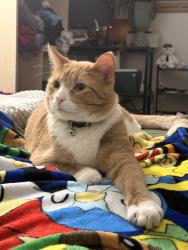 Lost Male Cat last seen Conklin Elementary School, Rockford, IL 61101