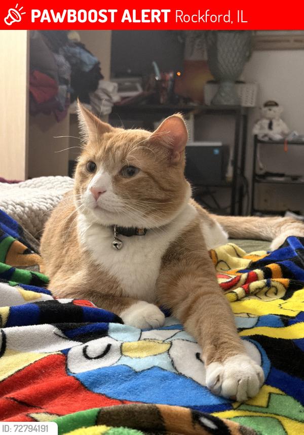 Lost Male Cat last seen Conklin Elementary School, Rockford, IL 61101