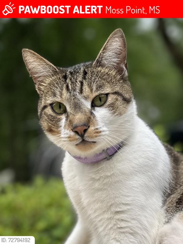Lost Male Cat last seen Coventry Dr Moss Point Ms 39562, Moss Point, MS 39562