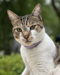 Lost Male Cat last seen Coventry Dr Moss Point Ms 39562, Moss Point, MS 39562