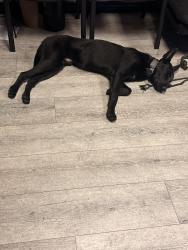 Lost Male Dog last seen Walgreens, Corona, CA 92882
