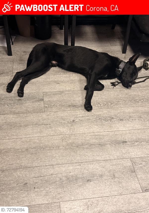 Lost Male Dog last seen Walgreens, Corona, CA 92882
