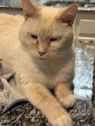 Lost Male Cat last seen Craver and picket road fork , Lexington, NC 27295