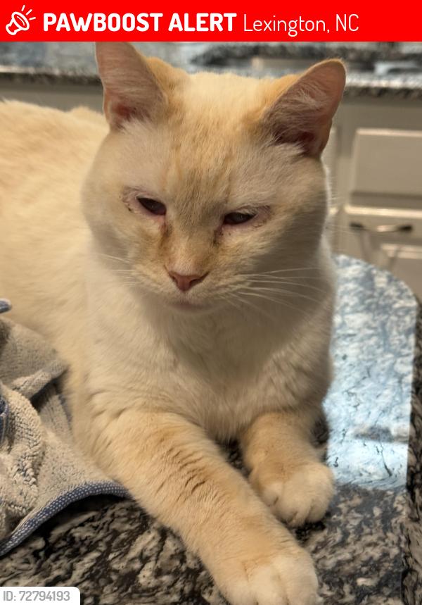 Lost Male Cat last seen Craver and picket road fork , Lexington, NC 27295