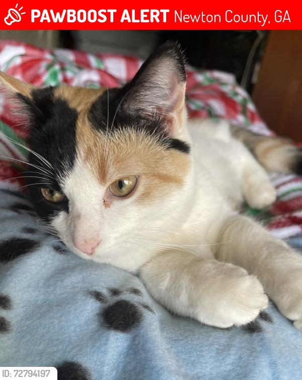 Lost Female Cat last seen Muirfield Drive, Newton County, GA 30016