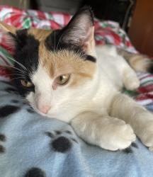 Lost Female Cat last seen Muirfield Drive, Newton County, GA 30016