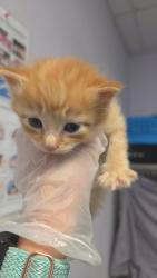 Shelter Stray Male Cat last seen Bexar County, New Braunfels, TX 78130