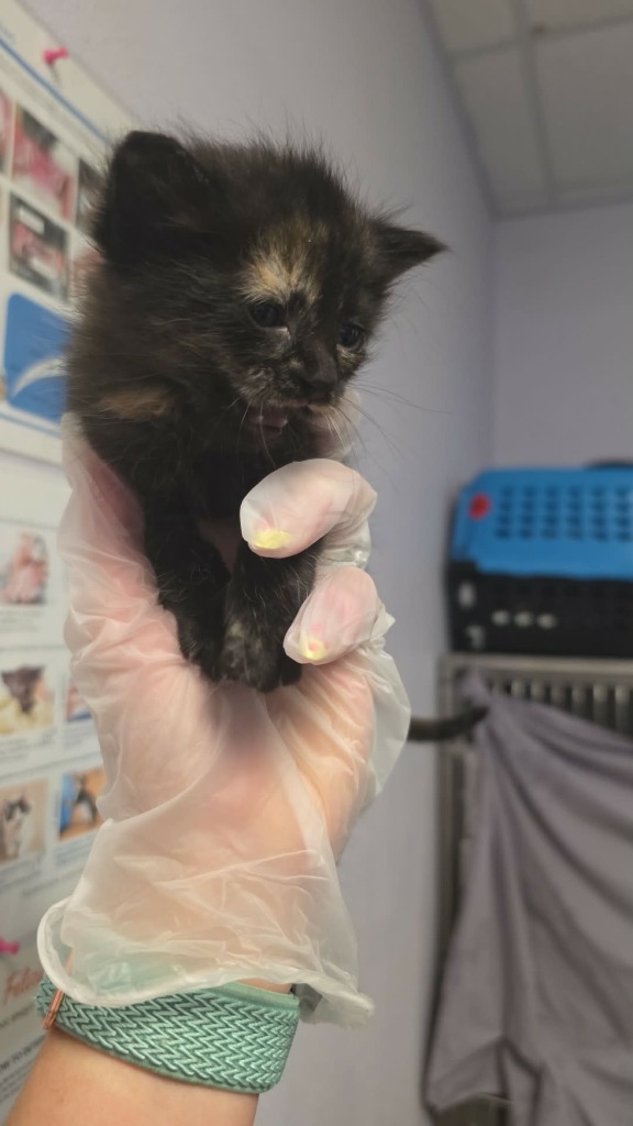 Shelter Stray Female Cat last seen Bexar County, New Braunfels, TX 78130