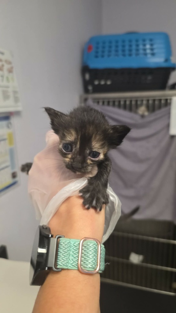 Shelter Stray Female Cat last seen Bexar County, New Braunfels, TX 78130