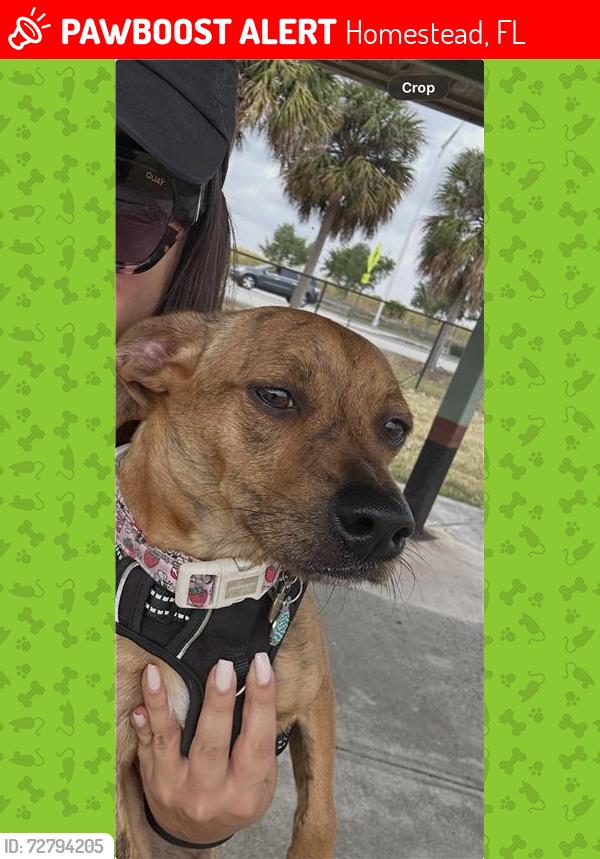 Lost Female Dog last seen Near st and 153 ave, Homestead, FL 33032