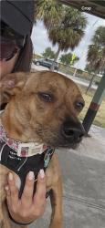 Lost Female Dog last seen Near st and 153 ave, Homestead, FL 33032