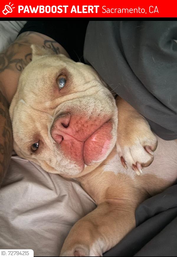 Lost Female Dog last seen Southwatt , Sacramento, CA 95826