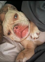 Lost Female Dog last seen Southwatt , Sacramento, CA 95826