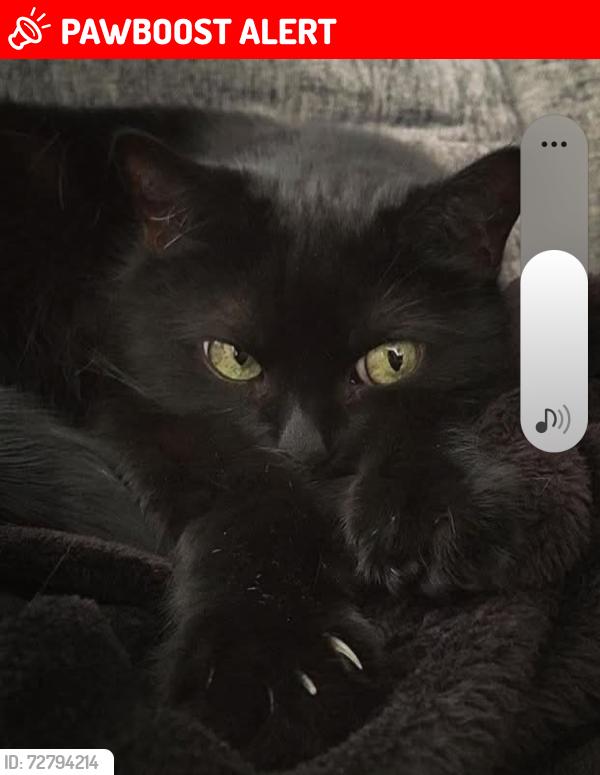 Lost Male Cat last seen Eh64sb, Edinburgh, Scotland EH6 4SB