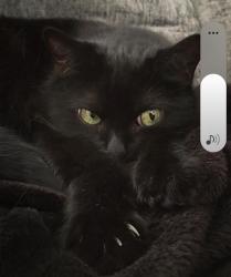 Lost Male Cat last seen Eh64sb, Edinburgh, Scotland EH6 4SB