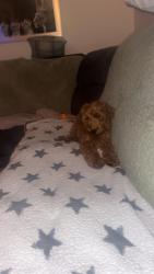 Lost Male Dog last seen Sydenham park , Sydenham, Northern Ireland 