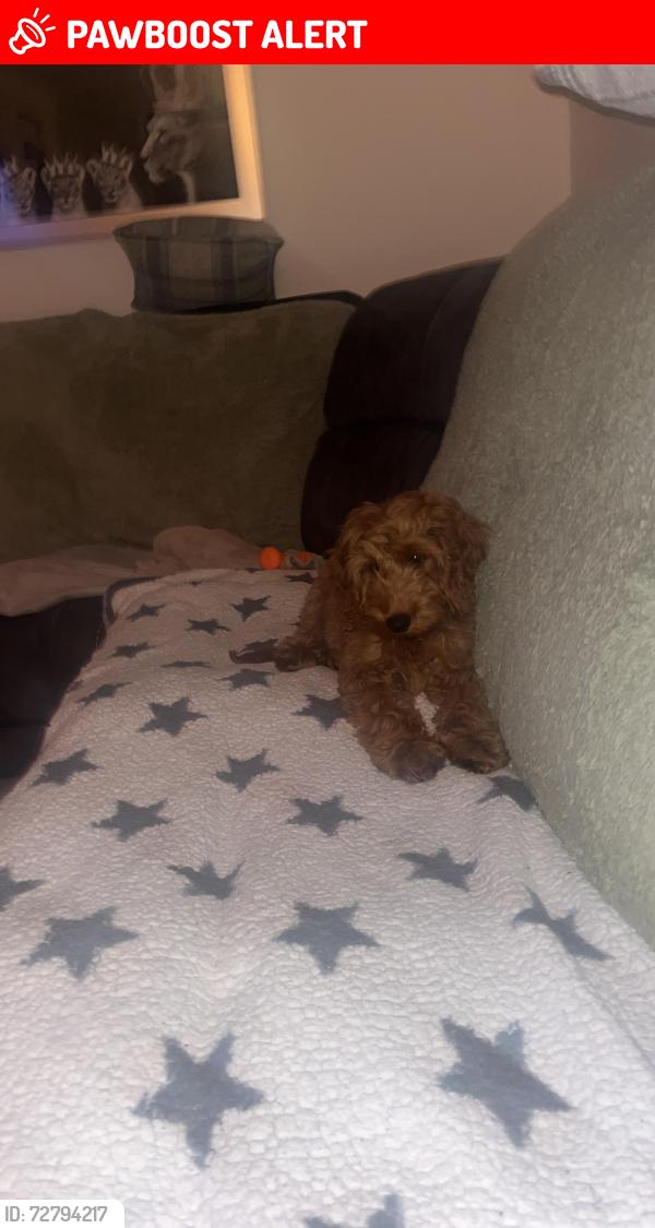 Lost Male Dog last seen Sydenham park , Sydenham, Northern Ireland 