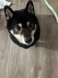 Found/Stray Female Dog last seen South Cove Neighbourhood at Summerfield in Riverview, Florida, Riverview, FL 33579