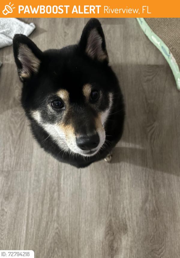 Found/Stray Female Dog last seen South Cove Neighbourhood at Summerfield in Riverview, Florida, Riverview, FL 33579