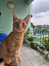Lost Female Cat last seen next to the engen grge , Germiston, GP 2007