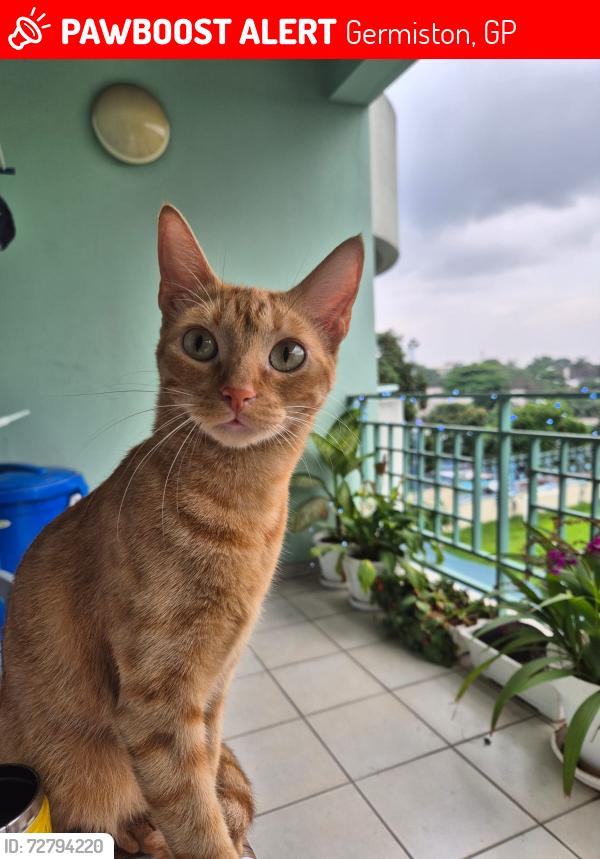 Lost Female Cat last seen next to the engen grge , Germiston, GP 2007