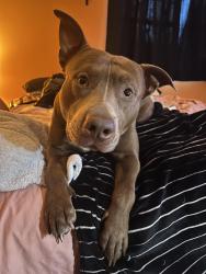 Lost Male Dog last seen Barna and South Deleon, Titusville, FL 32780