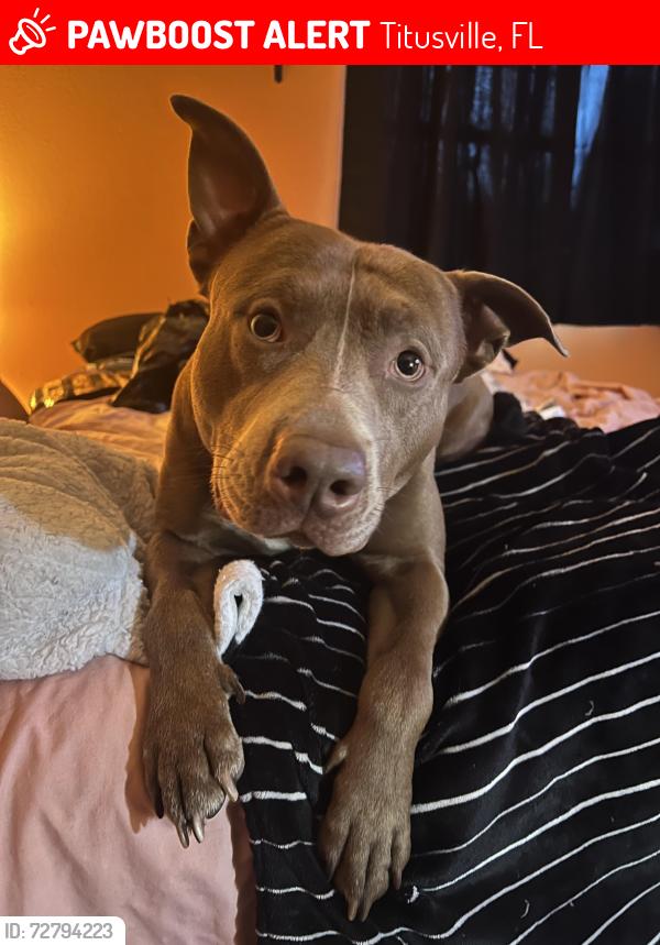 Lost Male Dog last seen Barna and South Deleon, Titusville, FL 32780