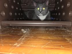 Found/Stray Unknown Cat last seen High st, Hanover, PA 17331