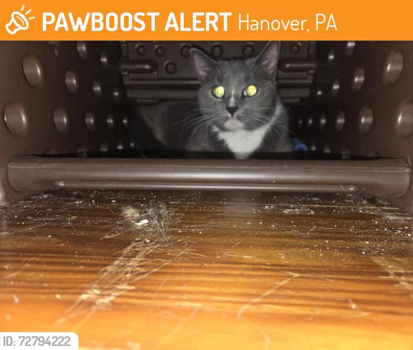 Found/Stray Unknown Cat last seen High st, Hanover, PA 17331