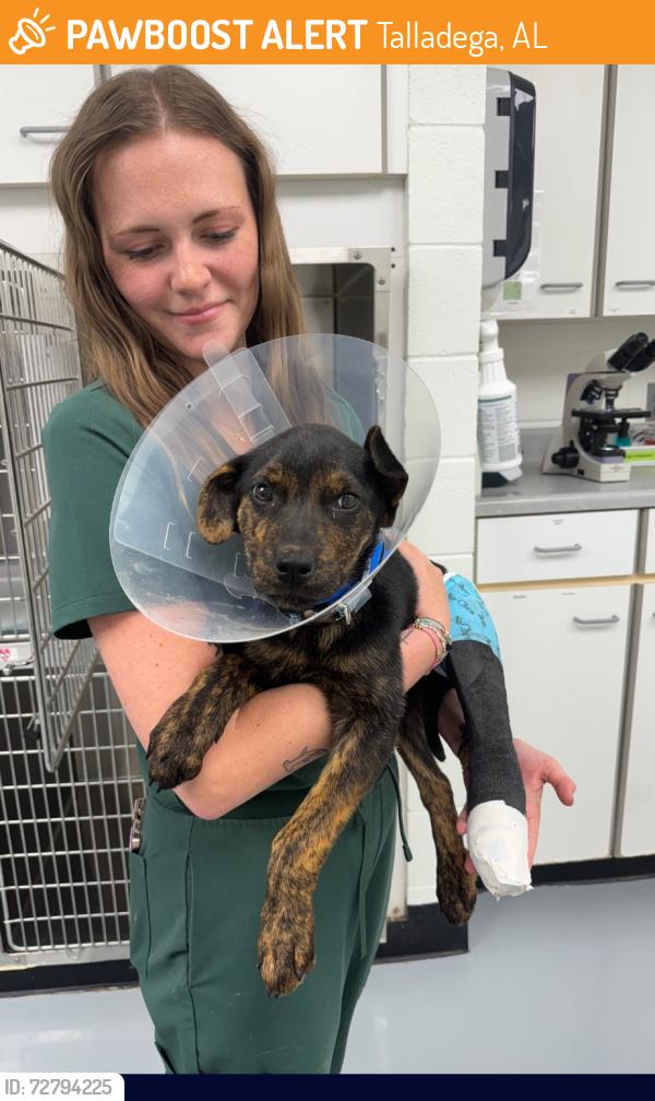 Found/Stray Male Dog last seen Creek, Talladega, AL 35160
