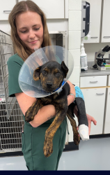 Found/Stray Male Dog last seen Creek, Talladega, AL 35160