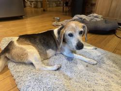 Found/Stray Male Dog last seen Byrd Mill 1/2 mo south of Small Country Campground , Louisa, VA 23093