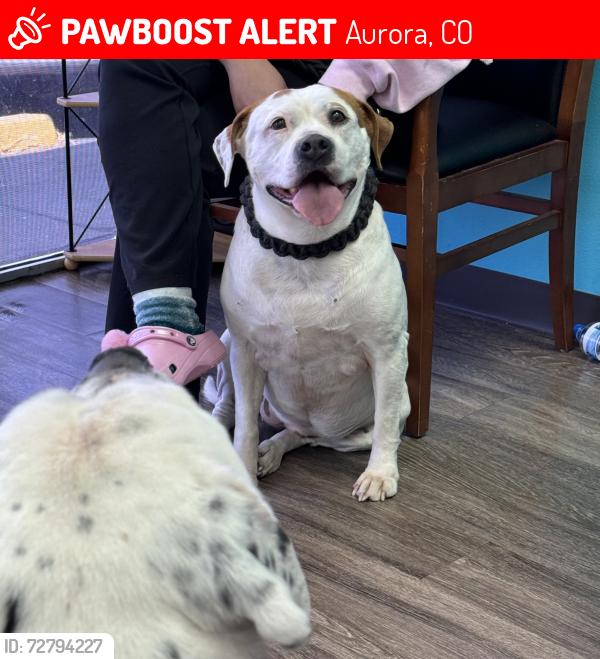 Lost Female Dog last seen City park, Aurora, CO 80010